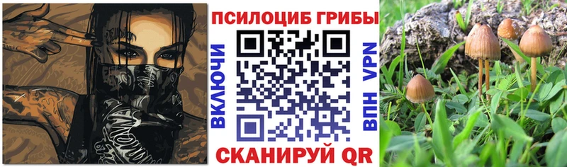 OMG маркетплейс  Козельск  Псилоцибиновые грибы GOLDEN TEACHER 