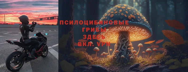 Галлюциногенные грибы MAGIC MUSHROOMS  наркошоп  Козельск 